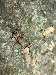 Tachycines asynamorus