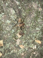 Tachycines asynamorus