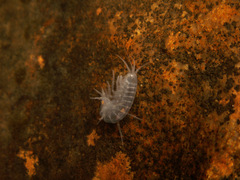 Gammaridae