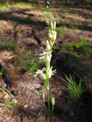 Silene jeniseensis