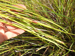 Eurychorda complanata