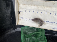 Tautogolabrus adspersus