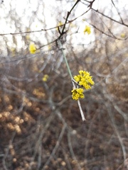 Cornus mas