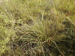 Eurychorda complanata