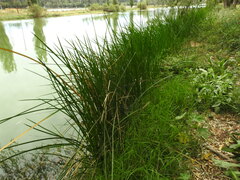 Schoenoplectus americanus