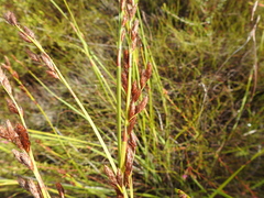 Eurychorda complanata