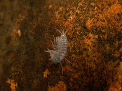 Gammaridae