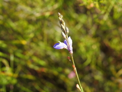 Comesperma defoliatum