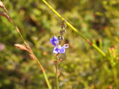 Comesperma defoliatum