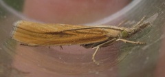 Agriphila tristella