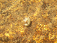 Gammaridae