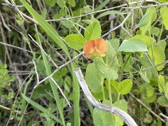 Lathyrus hierosolymitanus