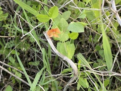 Lathyrus hierosolymitanus