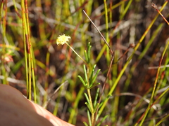Acacia baueri baueri