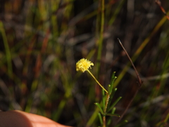 Acacia baueri baueri