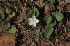 Evolvulus nummularius