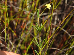 Acacia baueri baueri