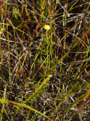 Acacia baueri baueri