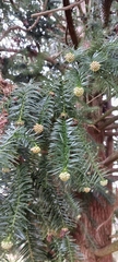 Cunninghamia lanceolata