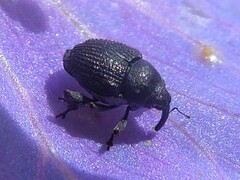 Zacladus geranii