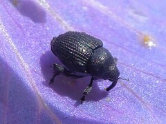 Zacladus geranii