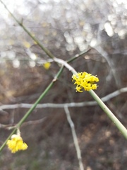 Cornus mas