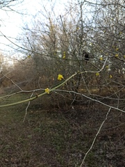 Cornus mas