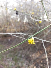 Cornus mas