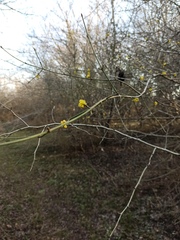 Cornus mas