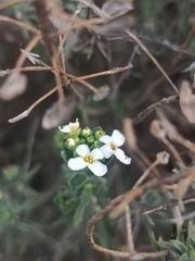 Iberis saxatilis cinerea