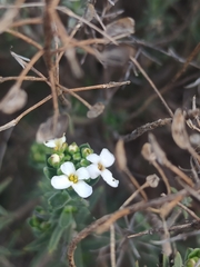 Iberis saxatilis cinerea