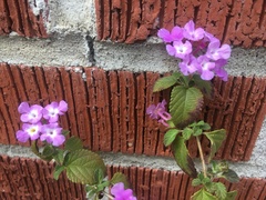 Lantana montevidensis