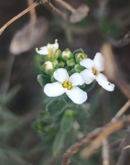 Iberis saxatilis cinerea
