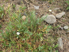 Stellaria dahurica