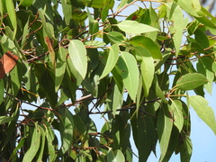 Eucalyptus latisinensis