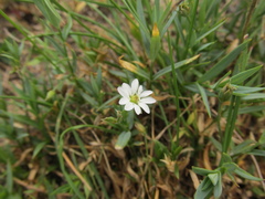 Stellaria dahurica