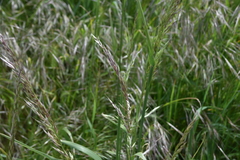 Arrhenatherum elatius