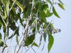 Eucalyptus latisinensis