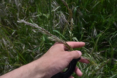 Arrhenatherum elatius