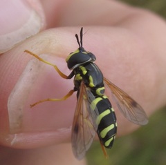Chrysotoxum festivum