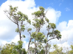 Eucalyptus latisinensis