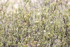 Cymbopappus adenosolen