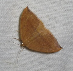 Watsonalla cultraria
