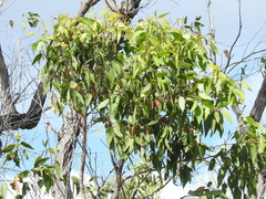 Eucalyptus latisinensis