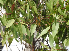 Eucalyptus latisinensis