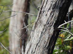 Eucalyptus latisinensis