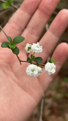Spiraea prunifolia