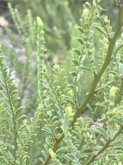 Bossiaea rhombifolia