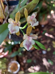 Aspasia epidendroides