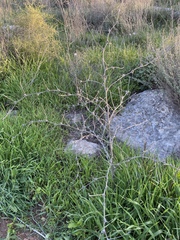 Cichorium intybus